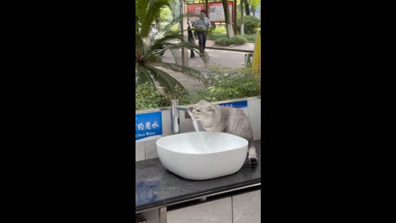Cat repeatedly triggers a motion-sensor faucet while drinking water in Chongqing, China