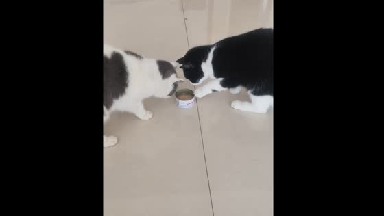Two cats take turns eating from a can in Sichuan, China