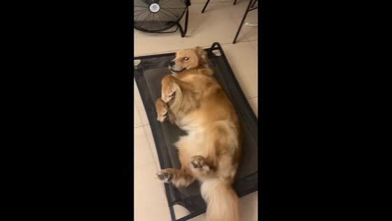 Golden Retriever enjoys cooling nap on elevated cot during hot weather in Hunan, China