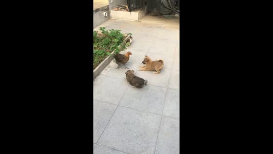 Chicken chases playful puppies in Hebei, China