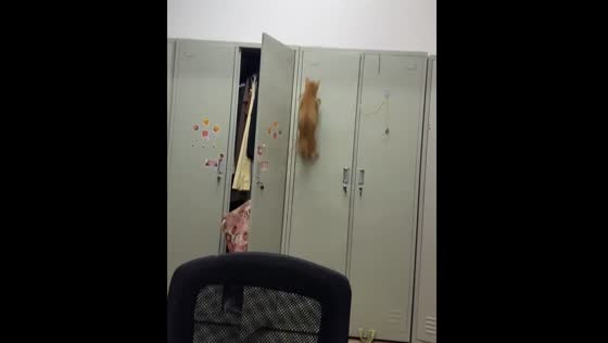 Cat’s jump fails to reach the cabinet in Guangdong