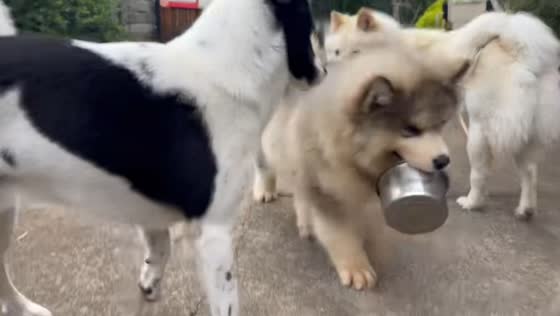 Malamute puppy drops bowl after owner calls in Zhejiang, China