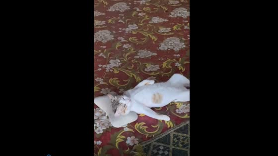 Feline serenity: adorable cat caught napping comfortably with miniature pillow