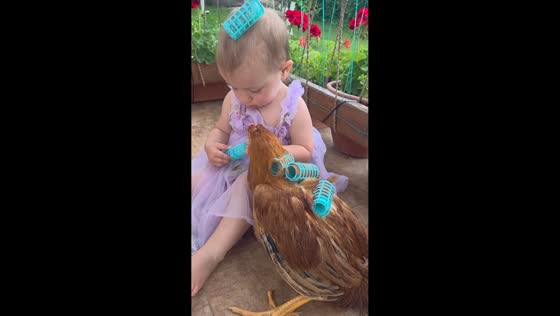 Little girl shares adorable grooming moment with chicken in Moldova