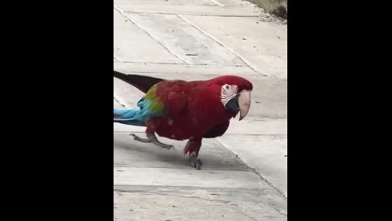 Parrot dances humorously in Maracay, Venezuela