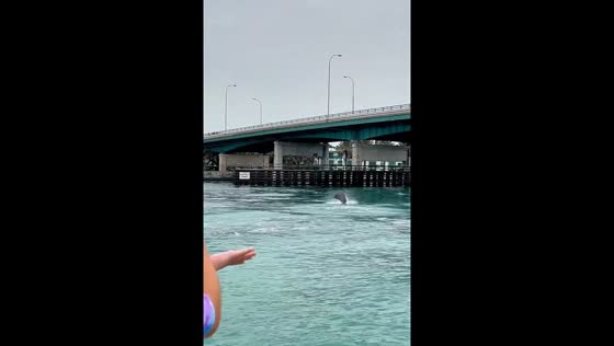 Child catches stingray in Haulover Park, Miami