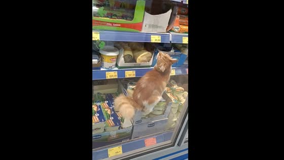 Cat spotted walking among products in Istanbul store refrigeration area