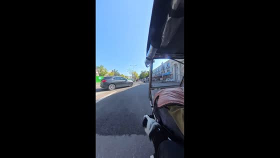 Brave dog barks just in time to avoid a car accident in Hebei, China