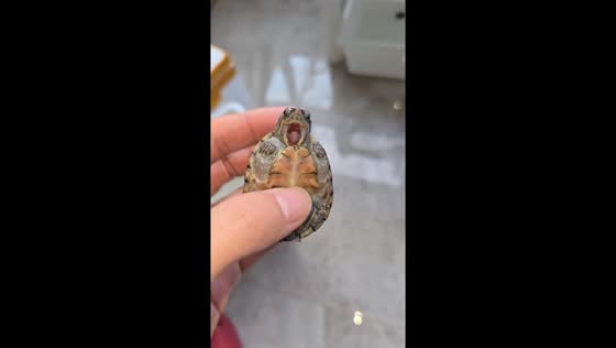 Little turtle stuck with jaw on its shell in Shaanxi, China