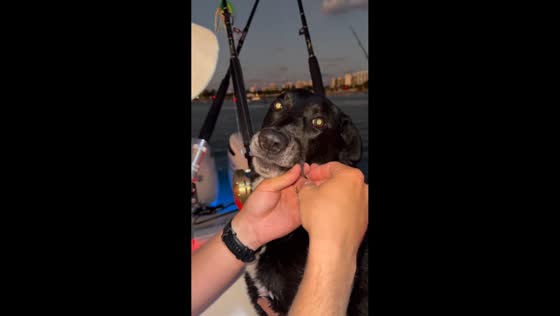 Man removes fish hook from dog’s mouth in Florida, USA