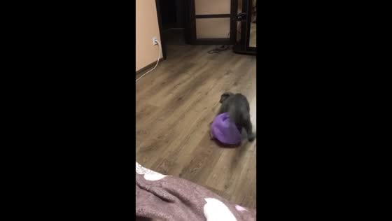Whisker escape: hilarious cat fiasco caught on tape in Kyiv, Ukraine