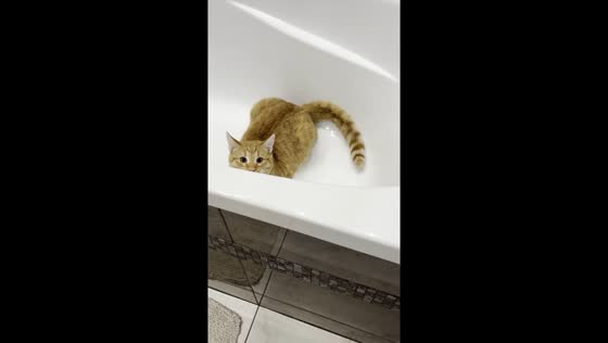 Cat named Syrnyk's playful antics in bathtub caught on camera