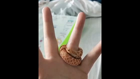 Tiny snake coils around finger: Ontario encounter