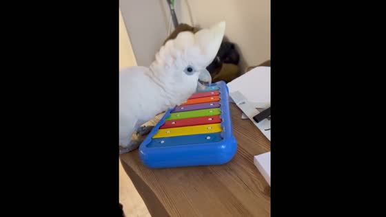 The adorable cockatoo enjoys playing the xylophone.
