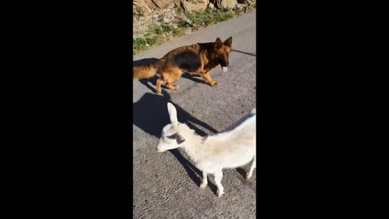 Canine curiosity: Marseille pup meets a goat for the first time