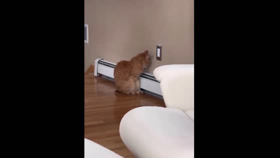 The cat tried the steam heater for the first time and fell in love with it.