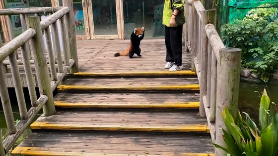 Red panda alternates between defensive and friendly behavior in Anhui