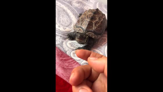 Turtle reacts amusingly to owner’s touch in Liaoning, China
