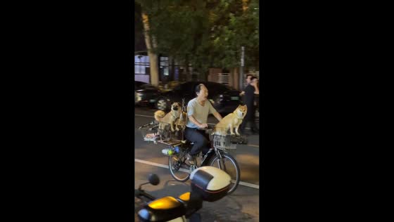 Man rides bicycle with three dogs in Beijing, China