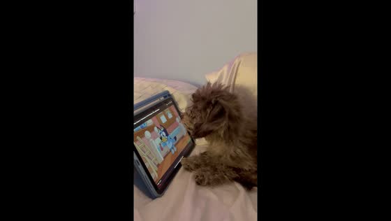 Puppy prodigy: dog masters iPad to watch favorite cartoon