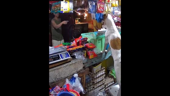 Playful dog “manages” sari-sari store in Las Piñas, Philippines