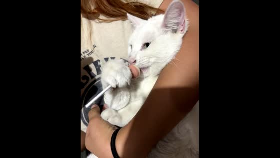 Cat intensely licks lollipop in Mexico