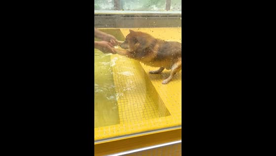 Shiba Inu hesitates during first swimming lesson in Shanghai, China