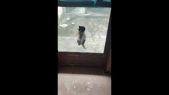 Playful cat and Border Collie’s funny scuffle at screen door in Henan, China