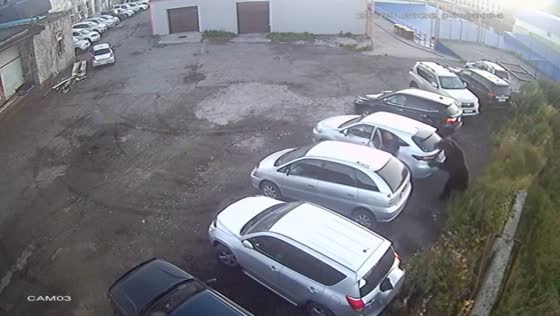 Bear charges at man and attacks car in Petropavlovsk-Kamchatsky, Russia