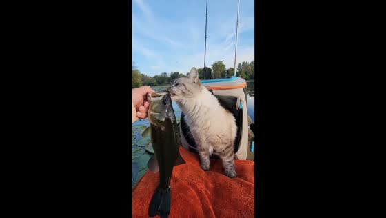 Ragamuffin cat tries to munch on live fish by the river in Minnesota, USA