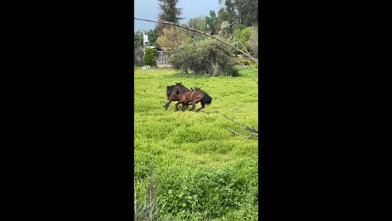 Horse trips and tumbles while running with another horse in Pirque, Chile