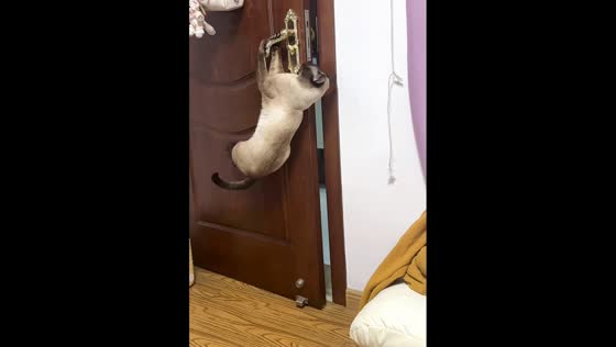Siamese cat cleverly opens door in Anhui, China