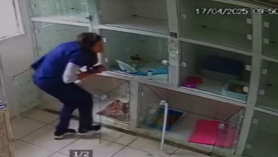 Woman bumps head on cage lid at vet clinic in São Paulo, Brazil