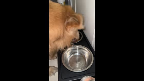 Dog eats nonstop at lightning speed in Yunnan, China