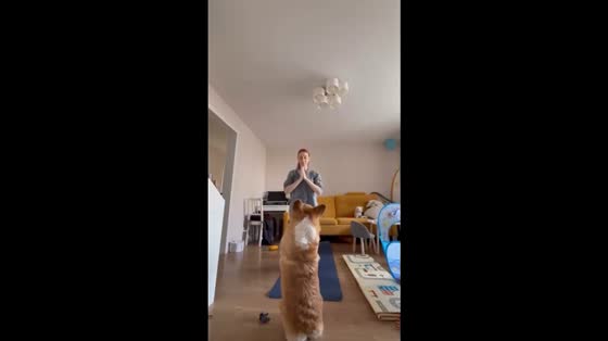 Corgi mimics owner's standing meditation in Kazan, Russia