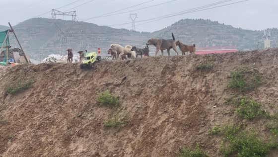 Puppy team confronts off-road toy car in Gansu, China