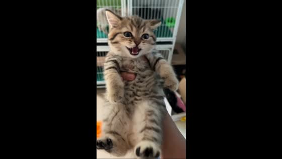 Tabby cat meows back at owner in Jiangsu, China