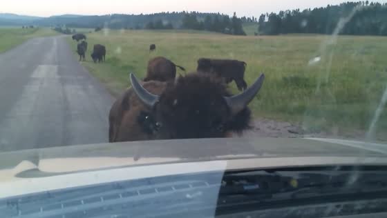Bison rams truck while visitor films at Custer State Park
