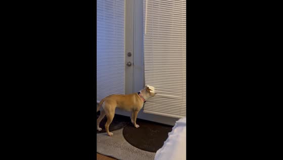 Dog named Lilah curiously watches outside through blinds in Albany, New York, USA