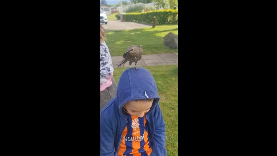 Bird perches on boy's head and poops in Prestonpans, UK