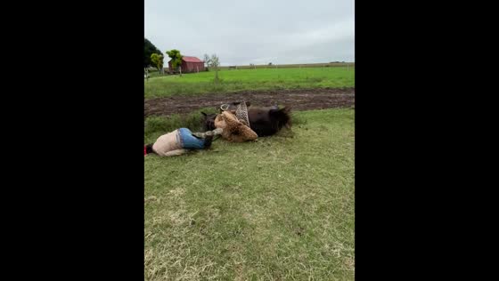 Horse and rider: unexpected fall caught on camera