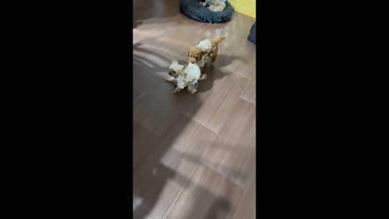 Playful dog scuffle over a borrowed sweater in Madrid, Spain