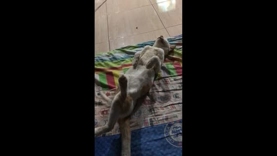 Cat seen sleeping upside down in Cilacap, Central Java, Indonesia