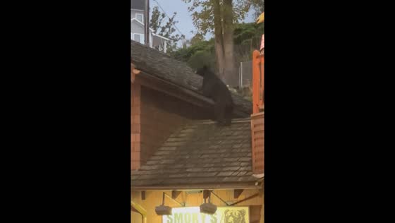 Black bear climbs roof in Gatlinburg, Tennessee