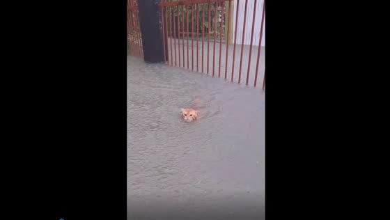 Fearless cat Oyen defies flooding waters, swims to safety in Sarawak home