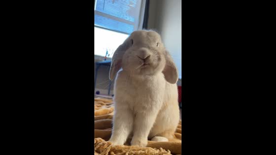 Rabbit’s unusual “smile” caught on camera in Tallahassee, Florida, USA