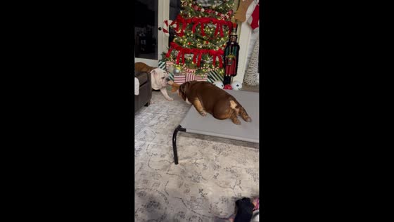 Bulldogs play tug-of-war with toy in Fort Worth, Texas, USA