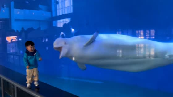 Beluga teases child through glass, ends in tears in Shandong, China