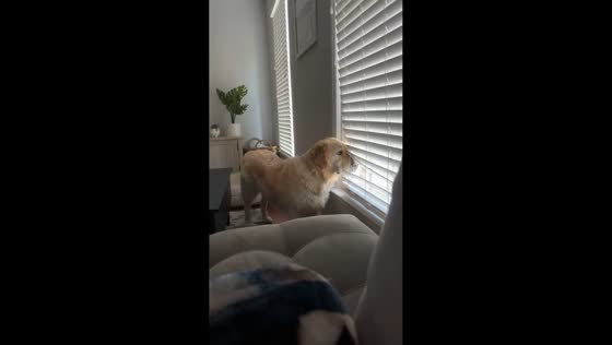 Dog peeks through window blinds in Charlotte, North Carolina