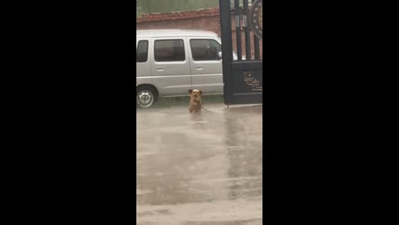 Dog left tied in the rain beside a gate in Henan, China